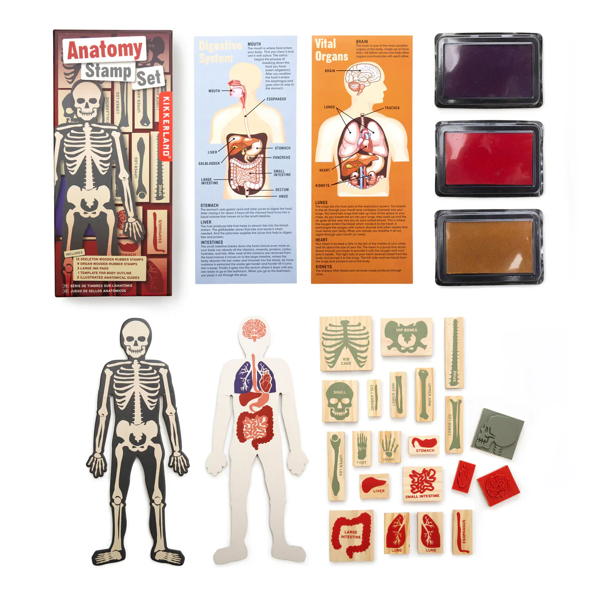 Anatomy Stamp Set - Image 3