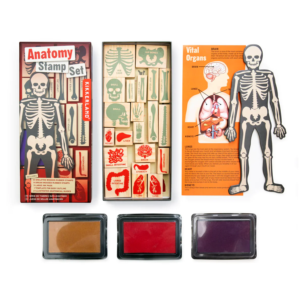 Anatomy Stamp Set - Image 4