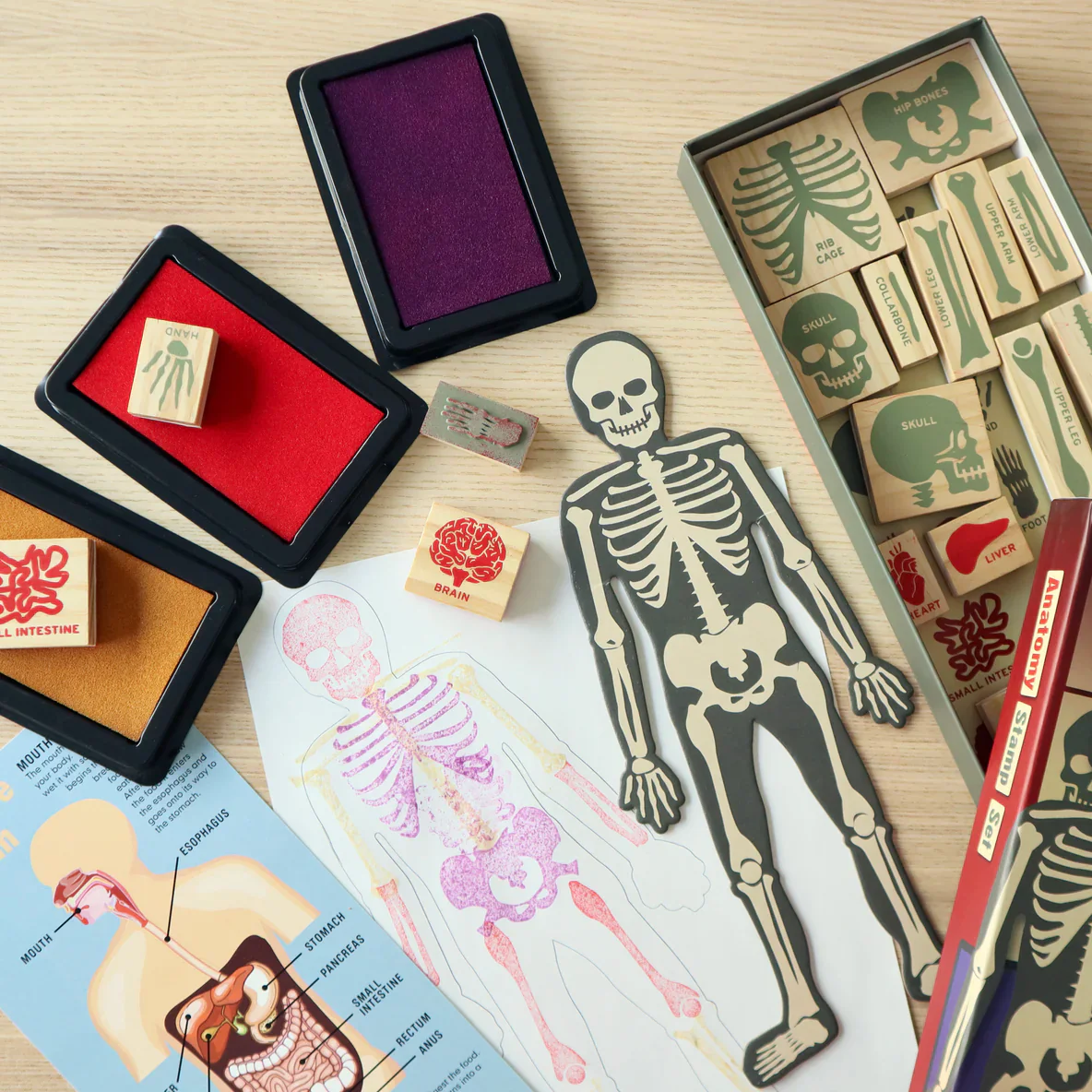 Anatomy Stamp Set - Image 5